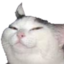 :smug_cat: